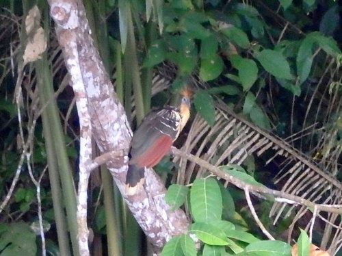 Lago Sandavol (Reserva Nacional Tambopata), Amazon, Peru.